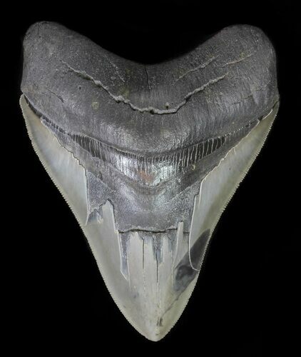 Serrated, Megalodon Tooth - Georgia #66187